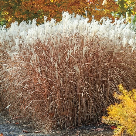 Prairie Flame (Panicum) Grass, Dormant Bare Root Starter Perennial Grass (1-Pack)