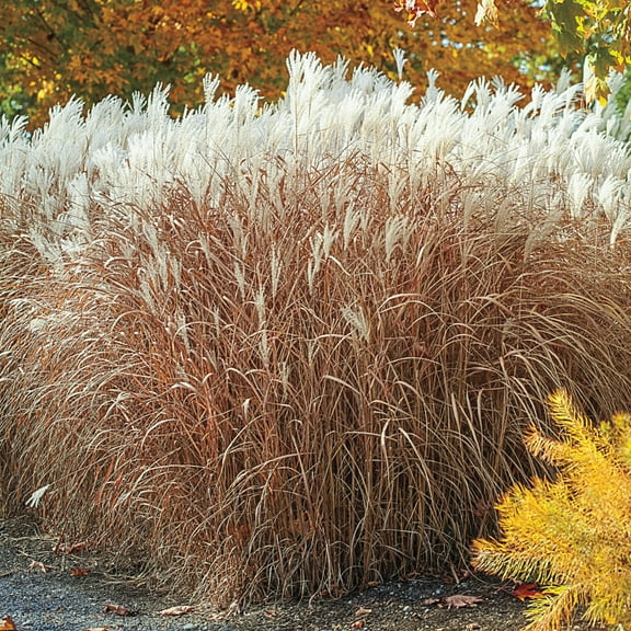 Prairie Flame (Panicum) Grass, Dormant Bare Root Starter Perennial Grass (1-Pack)