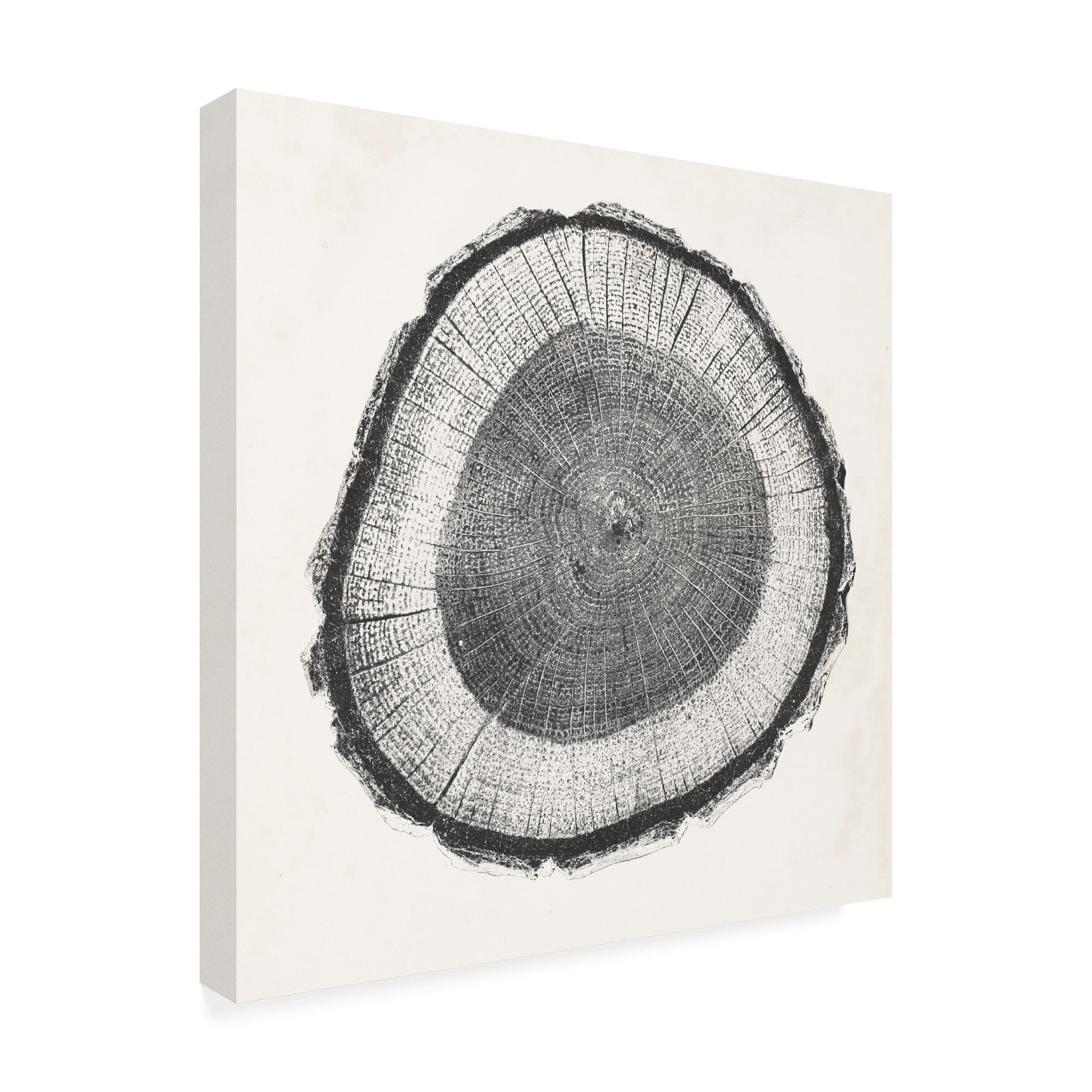 Trademark Fine Art 'Tree Ring II' Canvas Art by Vision Studio