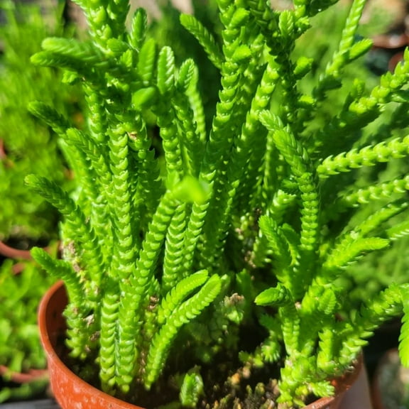 1 Watch Chain Succulent, 2in pot