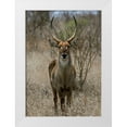 thumbnail image 3 of Dana Underdahl 24x32 White Modern Wood Framed Wall Art Titled - Safari Waterbuck II, 3 of 5