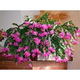 thumbnail image 6 of American Plant Exchange Christmas Cactus Live Flowering Plant in 8" Hanging Basket, Easy Care Houseplant, Festive Holiday Gift, 6 of 6