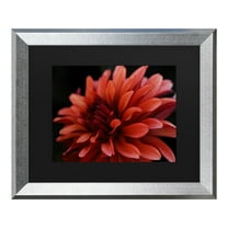 Trademark Fine Art 'Red Dahlia' Canvas Art by Kurt Shaffer