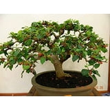 Bonsai Mulberry Tree Seeds - 25 Seeds - Morus Nigra - Grow Fruitbearing ...