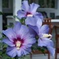 thumbnail image 3 of Proven Winners ColorChoice 6" Azurri Blue Satin Rose of Sharon Live Plant in 7.5" Pot, 3 of 10