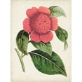 thumbnail image 2 of Curtis 15x18 Gold Ornate Wood Framed with Double Matting Museum Art Print Titled - Carnelian Blooms II, 2 of 4