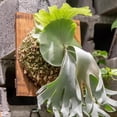 thumbnail image 2 of Staghorn Fern Mounting Kit, Hangable Wall Plate—Vertical Air Plant Planter for Indoor Bedroom, Kitchen, Sunroom, Hallway, and Workplace, 2 of 9