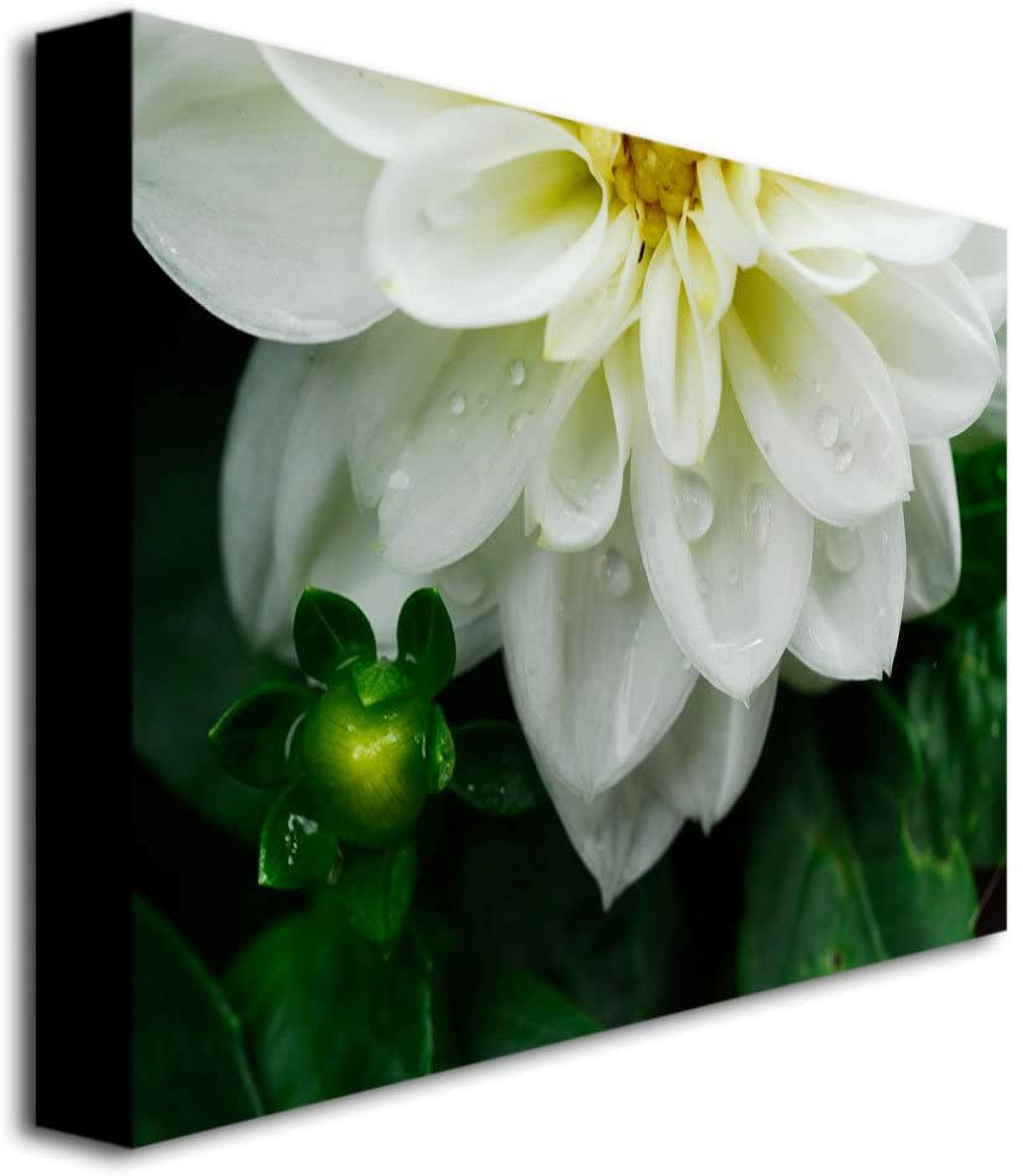Trademark Fine Art "White Dahlia" Canvas Art by Kurt Shaffer