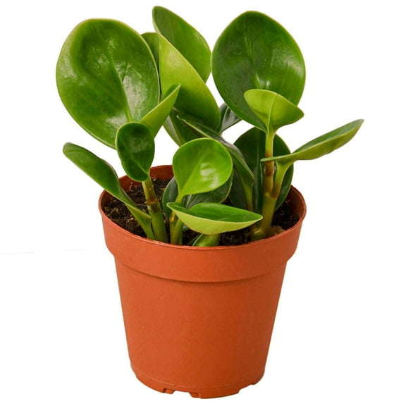 Peperomia Thailand Live Plant for Indoor | Different Houseplants in 4'' & 6'' Pot | Real House Plant for Living Room, Office, Desk & Bathroom | Radiator Plant