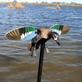 thumbnail image 5 of Mojo Outdoors Elite Series Blue Wing Teal Wing Duck Decoy with Pole (2 Pack), 5 of 7
