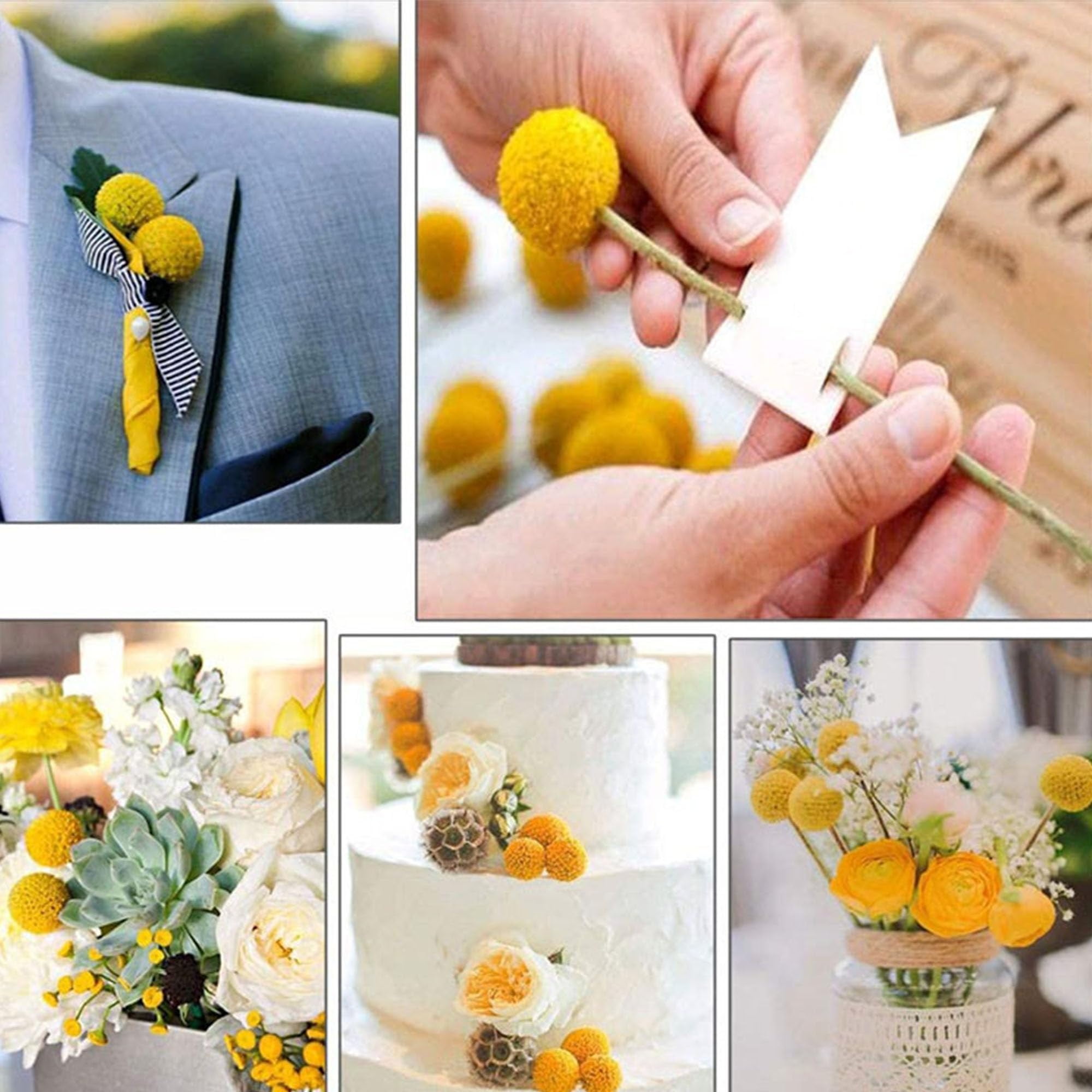 60 Stems Diameter Natural Craspedia Dried Flowers, 16inch Billy Buttons Balls Bouquet Bundles Natural Dried Flowers for DIY Flower Arrangements Home Decor, Yellow