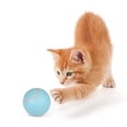 thumbnail image 2 of fastboy Jouet Électrique Intelligent pour Chat Balle Roulante Automatique Jouets Rechargeables Résistants aux Rayures pour Jouer à l'Intérieur Bleu, 2 of 6