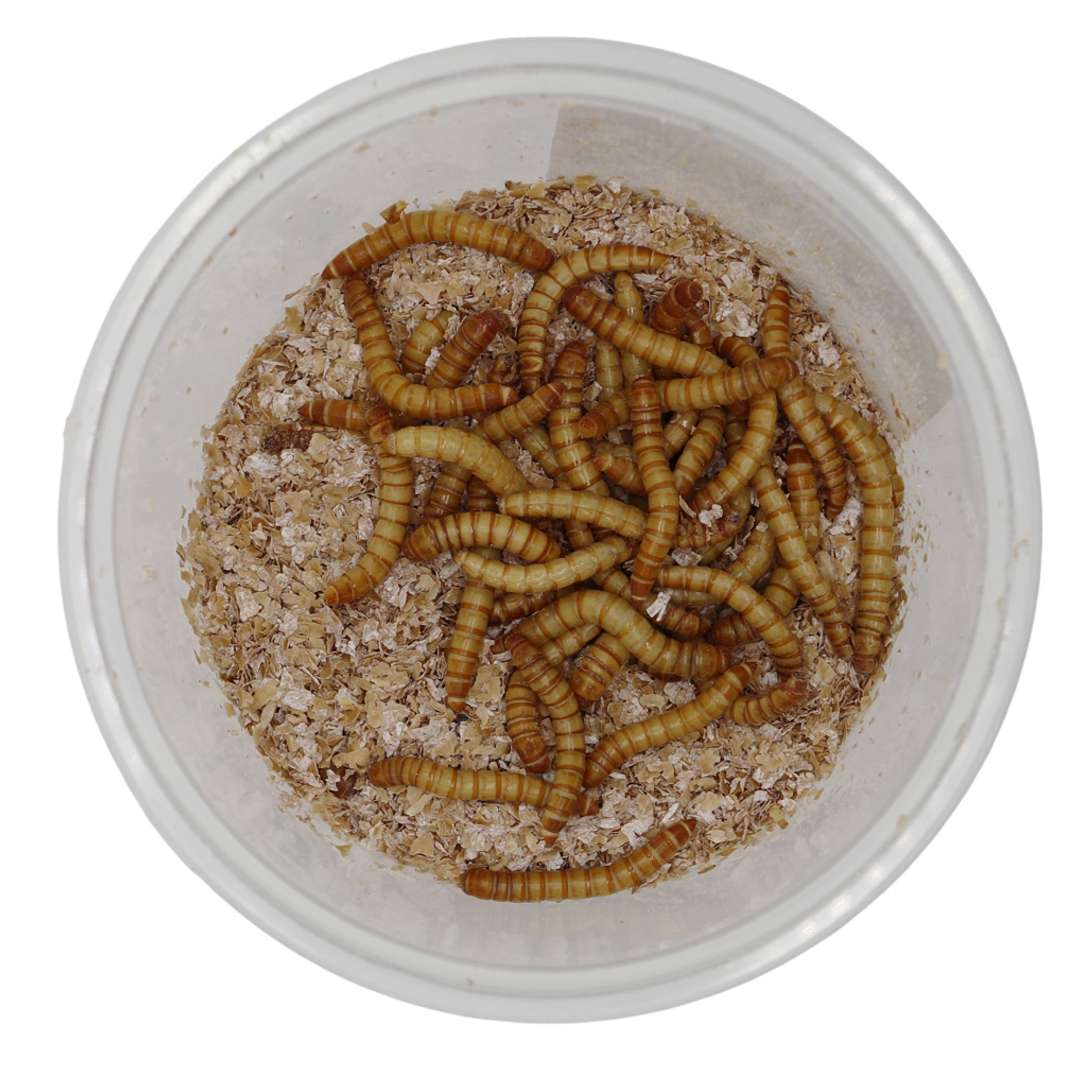 ReptiCulture Giant Mealworm 100 ct