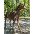 thumbnail image 3 of HSHDLDF Country Brook Petz Brown Martingale Heavy Duty Nylon Dog Collar 21 Vibrant Color Options (3/8 Inch Width, Mini), 3 of 7