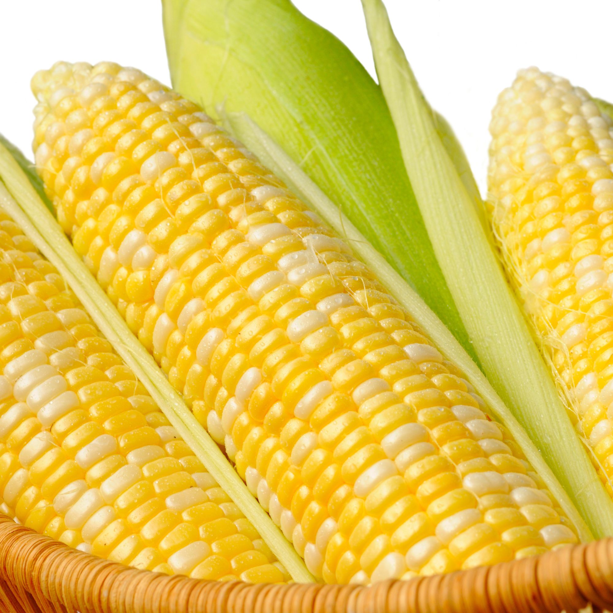 Mirai 301 Corn Seeds for Planting Treated 500 Seeds Corn Seed by