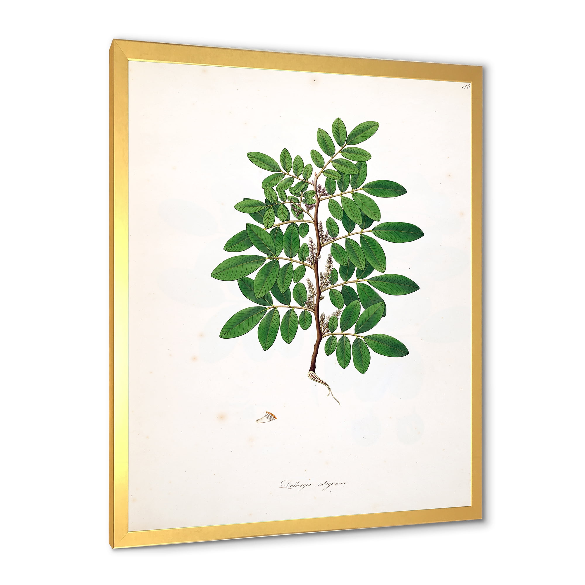 Designart 'Ancient Plant Life XX' Farmhouse Framed Art Print