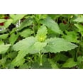 thumbnail image 2 of Catnip Seeds to Grow | 150+ Seeds | Cats go Wild for This Easy to Grow Herb | Grow Indoor or Outdoor Cat Nip, 2 of 4