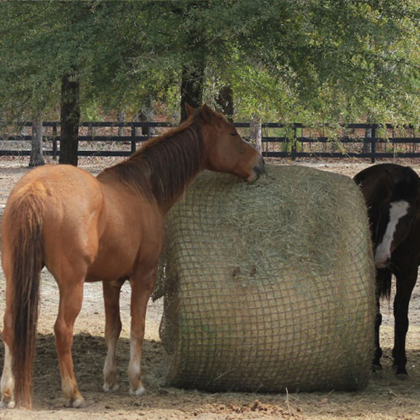 freedom feeder small mesh hay round bale net for feeding 4 foot round