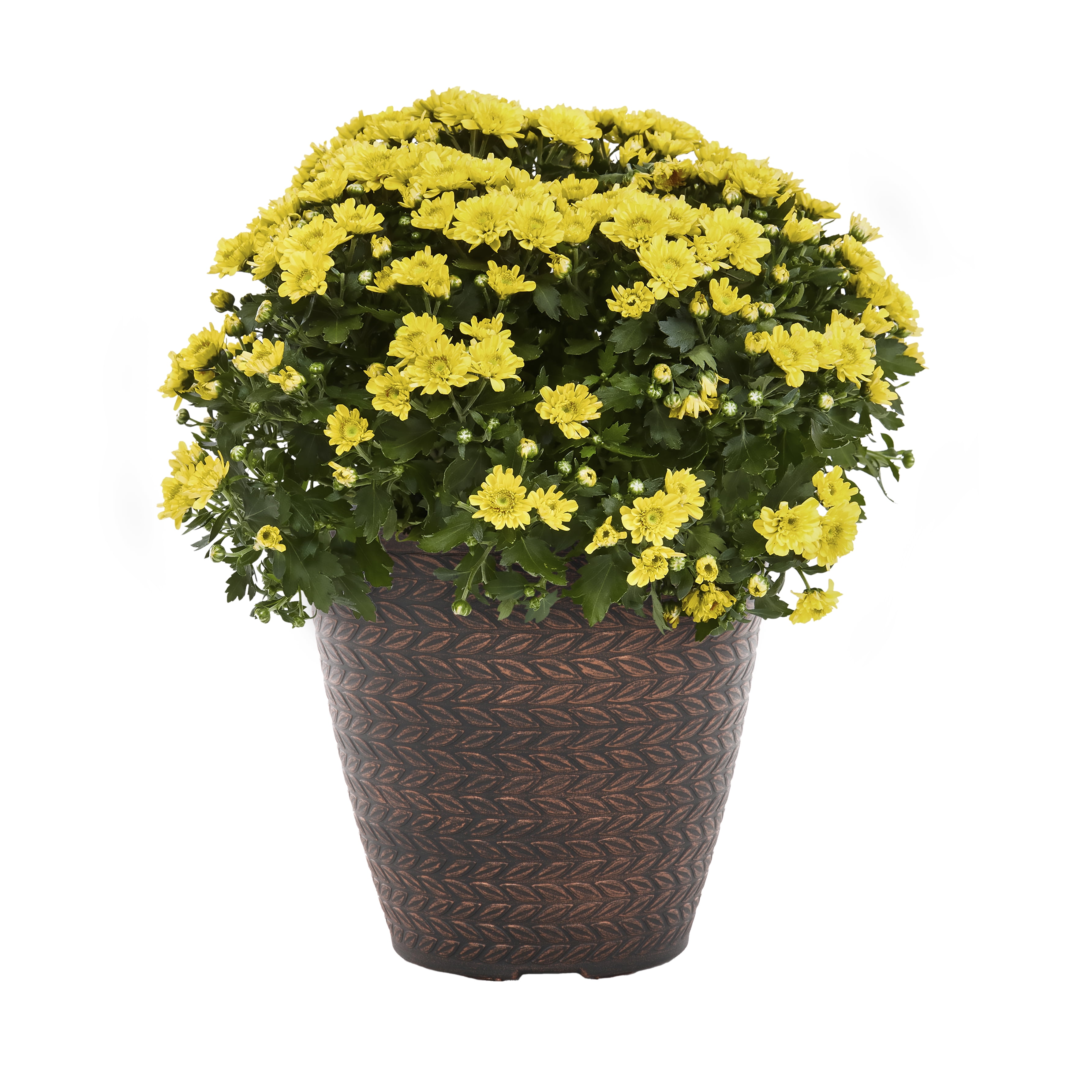 Expert Gardener 1.5GL Yellow Mum (1 Count) Live Plant with Decorative Round Planter