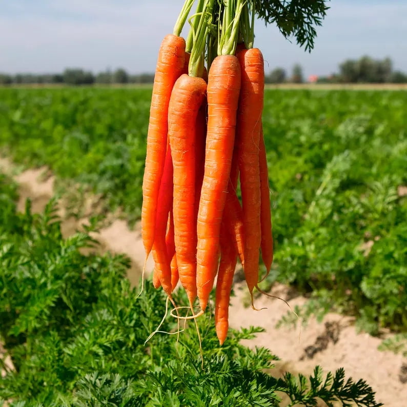 Carrot Seed Essential Oil (Daucus Carota) – 100% Pure Steam Distilled Aromatherapy Oil by Relaxcation | 0.5–4 fl oz