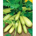thumbnail image 1 of GSDWIUEW Graines Buisson Courgette Géant Héritage, 1 of 8