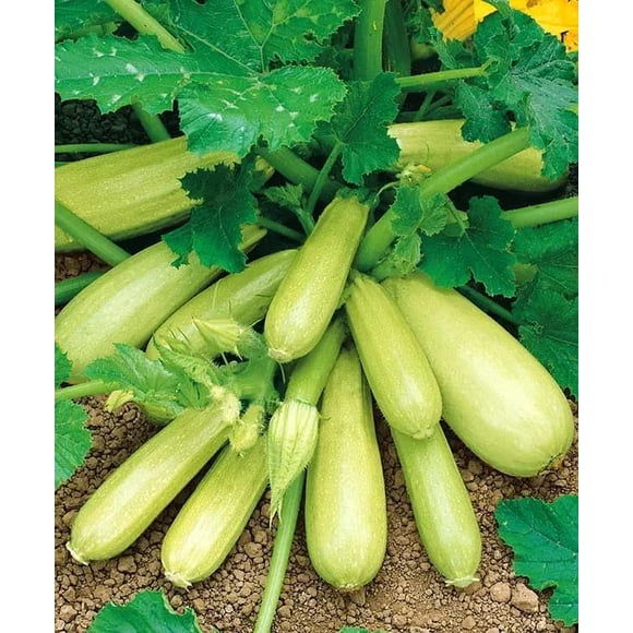 GSDWIUEW Graines Buisson Courgette Géant Héritage