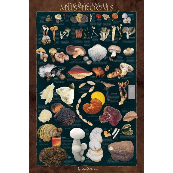 Medicinal Mushroom Poster