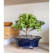 From You Flowers Deluxe Dwarf Jade Bonsai Tree