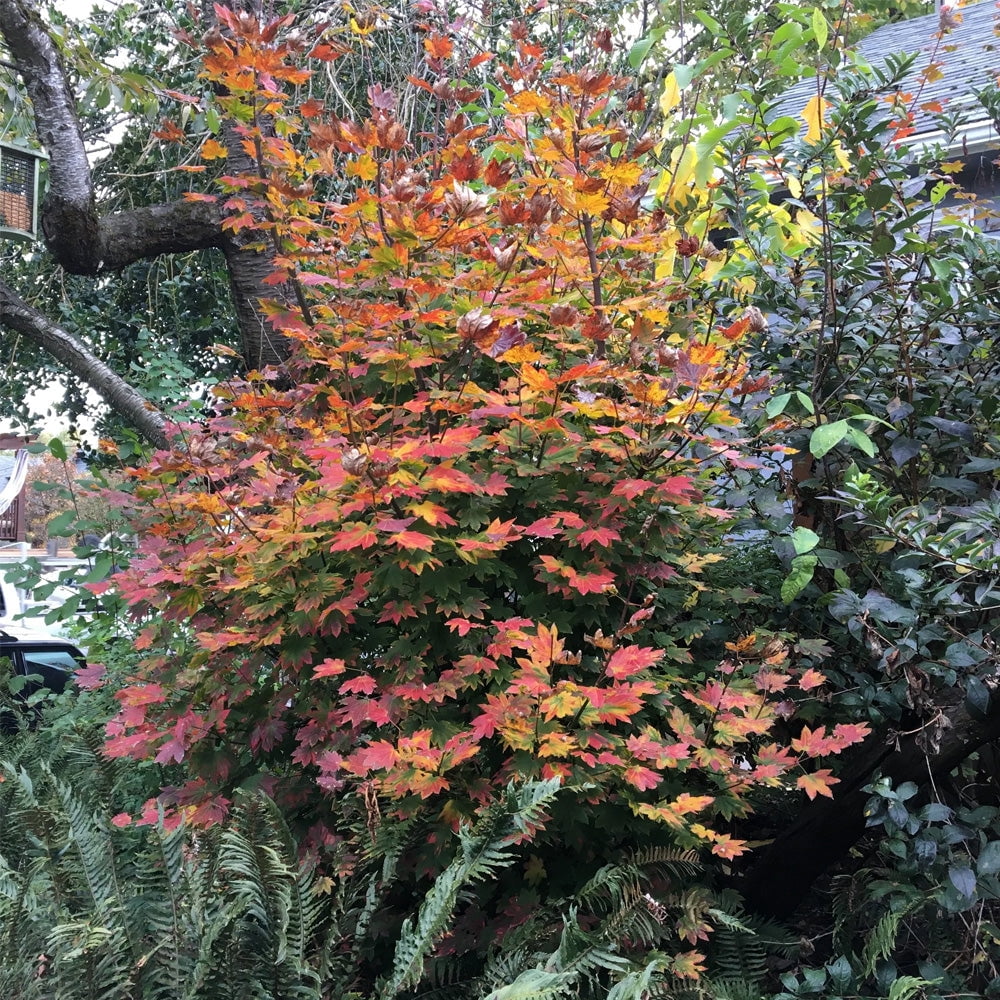 Expert Gardener 4-5' Maple Vine Three Cheers™ in 1 gal. Grower Pot