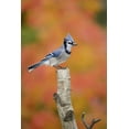 thumbnail image 2 of Delisle, Gilles 17x24 White Modern Wood Framed Museum Art Print Titled - Canada, Quebec Blue jay perched on stump, 2 of 4