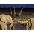 thumbnail image 2 of Kaveney, Wendy 24x20 Gold Ornate Wood Framed with Double Matting Museum Art Print Titled - Namibia, Etosha NP Elephants and giraffes, 2 of 4
