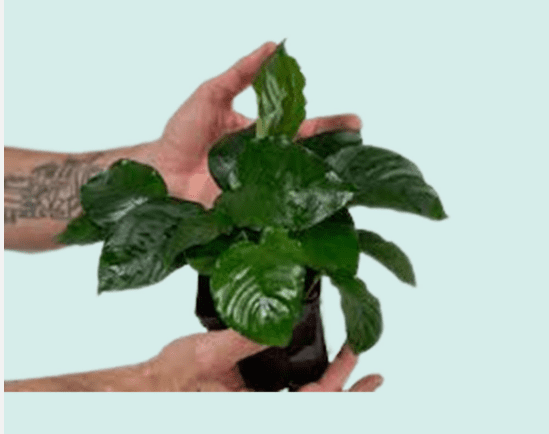 Anubias Barteri – Live Freshwater Aquarium Plant for Fish Tanks & Aquascaping - Large (4-6 Inches)