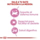 thumbnail image 4 of Alimento Croqueta Gatas gestantes Gatitos 1.37Kg Royal Canin, 4 of 5