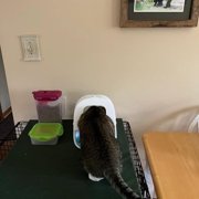 Front Cover for SureFeed Microchip Pet Feeder, Avoid Pets competing for Food, Prevent Food Stealing for Cats and Small Dogs (Cat Shape)