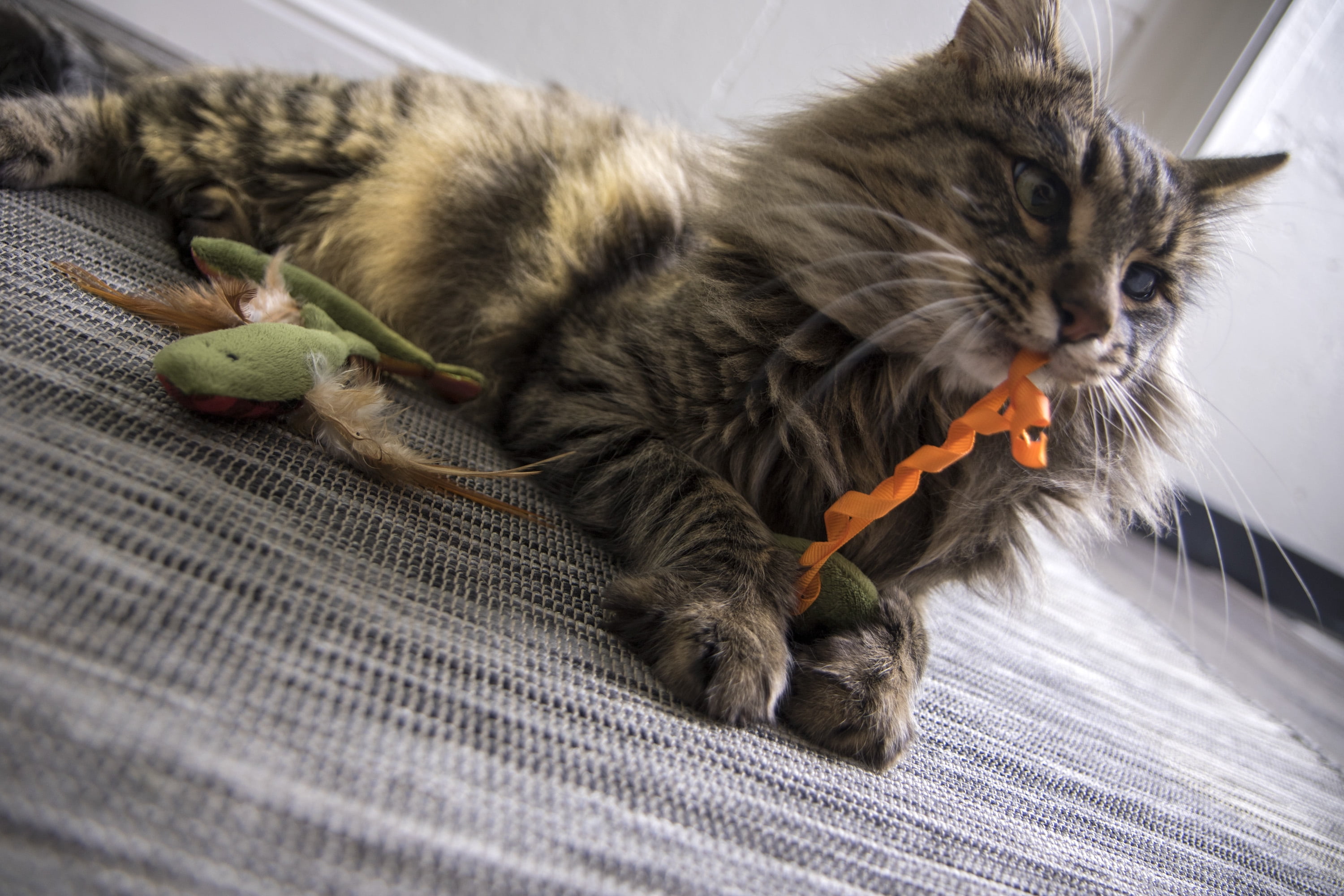 SmartyKat Fish Flop Katzenspielzeug – 3 Stück, Mit Katzenminze Gefüllt, Knisternd, Weich, Für Solo & Interaktives Spiel