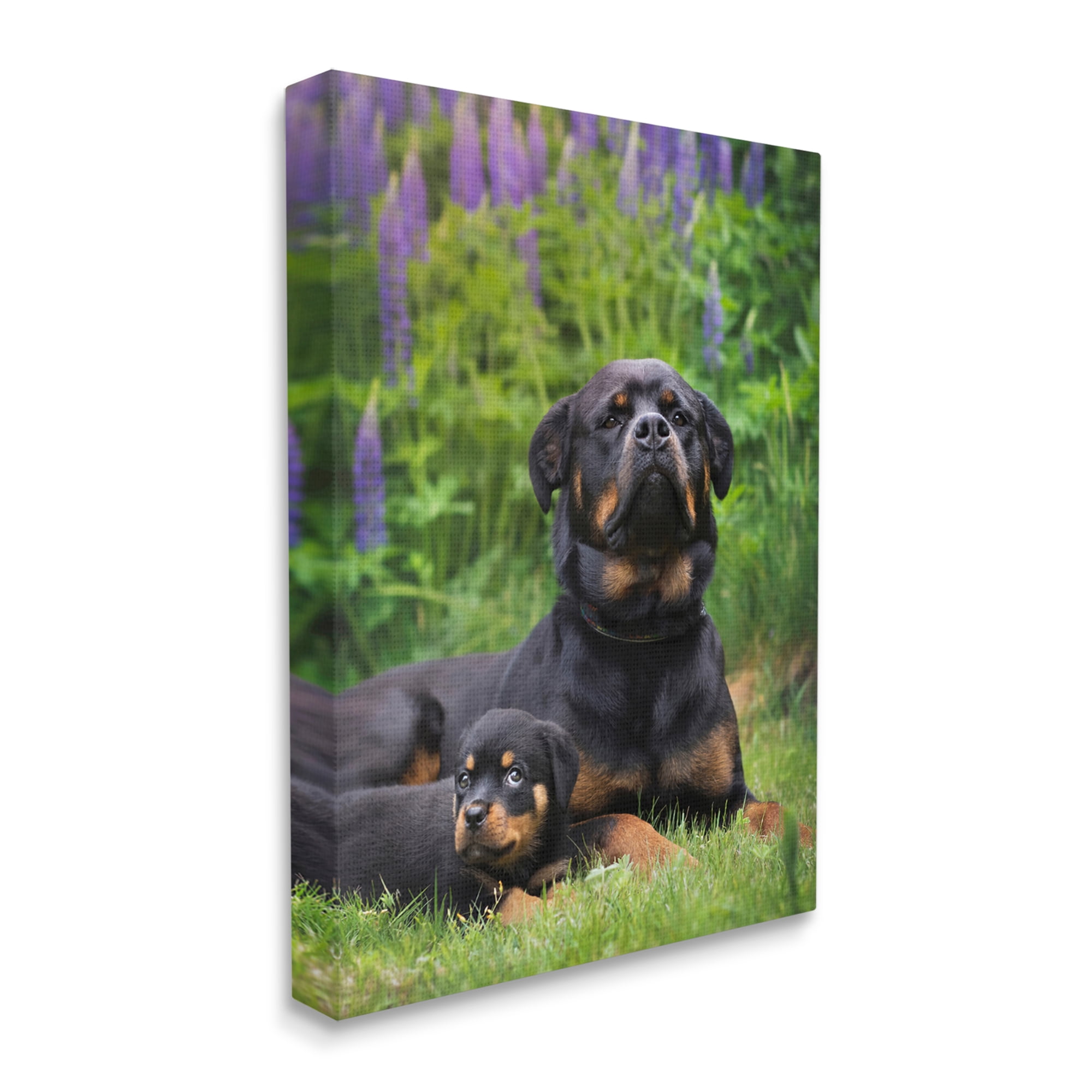 Stupell Industries Rott Puppies in Meadow Animals & Insects Photography Gallery Wrapped Canvas Art Print Wall Art, 16 x 20