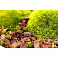 thumbnail image 3 of Corteza para macetas de orquídeas SuperMoss Natural 4 cuartos, 3 of 7
