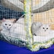thumbnail image 5 of Hamaca colgante para gatos Jetec reversible suave y transpirable, 5 of 7