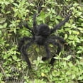 thumbnail image 3 of Spencer 75CM 30" Mini Plush Realistic Black Hairy Spider Haunted House Adjustable Long Feet Halloween Spider Decoration "Black", 3 of 6