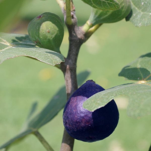 LSU Purple Fig Tree Nutritious Medium Size Fig With Purple To