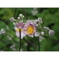 thumbnail image 2 of Bonin, Suzanne 14x12 Black Ornate Wood Framed with Double Matting Museum Art Print Titled - Japanese Thimbleweed, 2 of 4