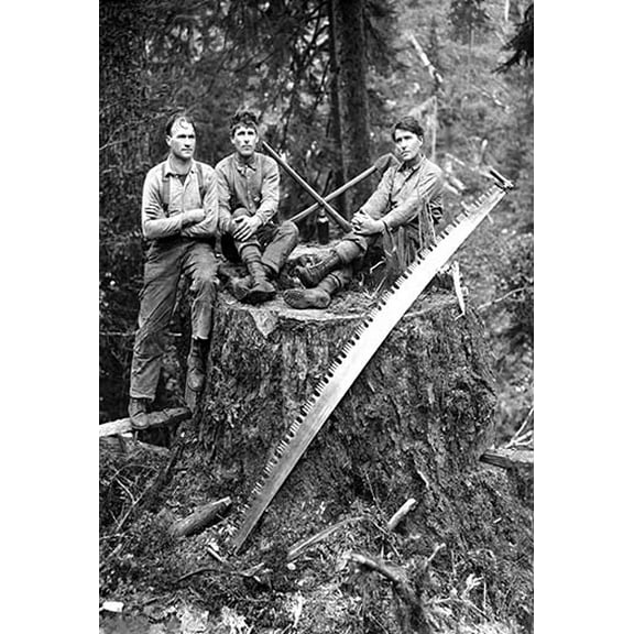 Stump Fine art canvas print (20" x 30")