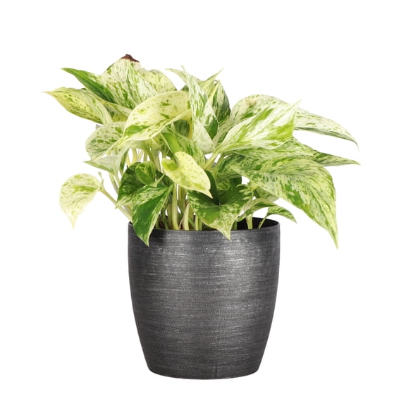 Live Variegated Marble Queen Pothos Plant, Vining Growth, Easy Care 4 inch Diameter Live Plant Grown in USA