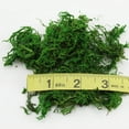 thumbnail image 2 of Dried Mountain Moss For Soil Topping (1 Quart), Mossy Plant Base soil Additive and Craft Accessory, 2 of 5