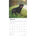 thumbnail image 3 of Rottweilers 2025 12 X 24 Inch Monthly Square Wall Calendar Plastic-Free (Wall), 3 of 9