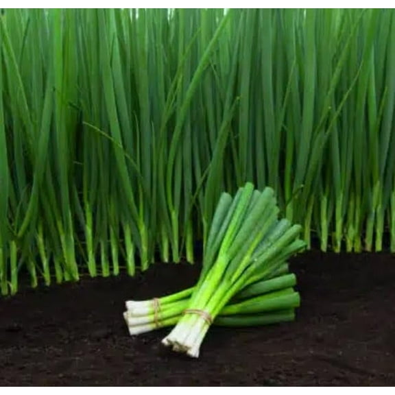 Performer Bunching Onion Seeds for Planting (250 Seeds) - Grow Pure White Pumpkins