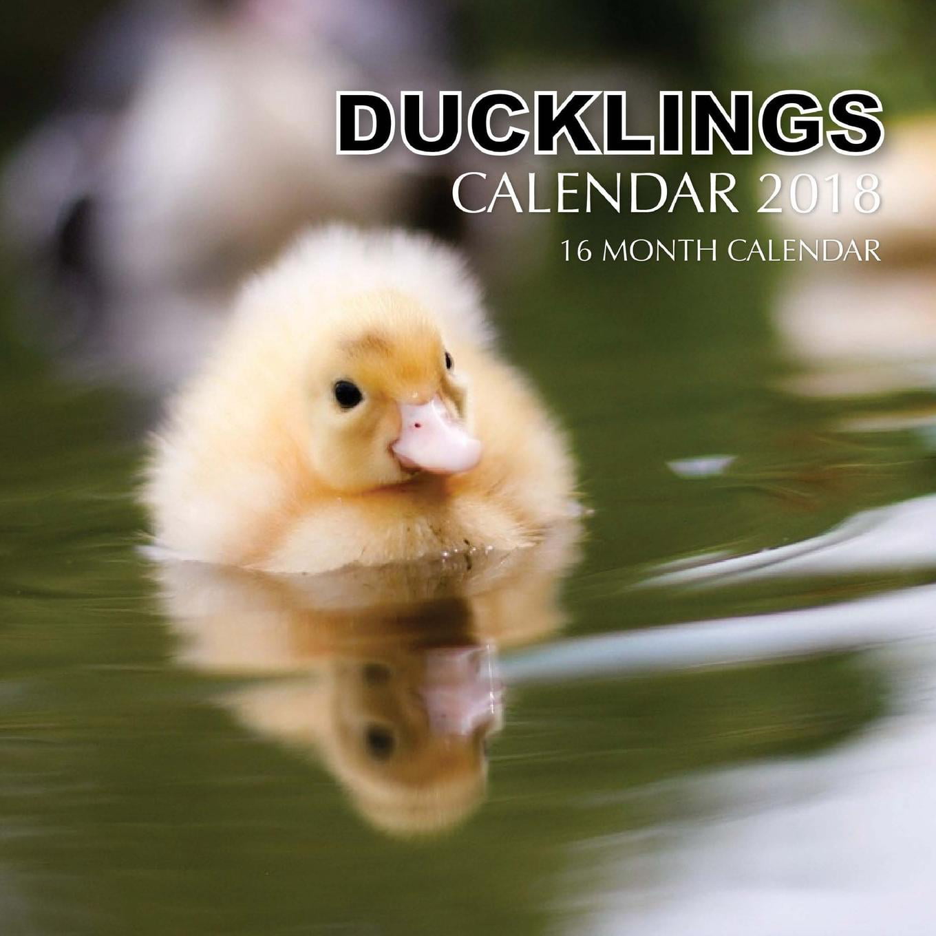Ducklings Calendar 2018 16 Month Calendar (Paperback)