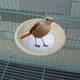 thumbnail image 4 of Cama nido de nido de loro, nido de cría de aves tejidas, nido pequeño, eclosión con franela Cuerda de algodón S jinwen Nido de jaula de pájaros, 4 of 8