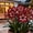 C, variant on Beautiful Amaryllis Bulbs-Low Maintenance-Ideal for Indoor, Plant Pots & Planters