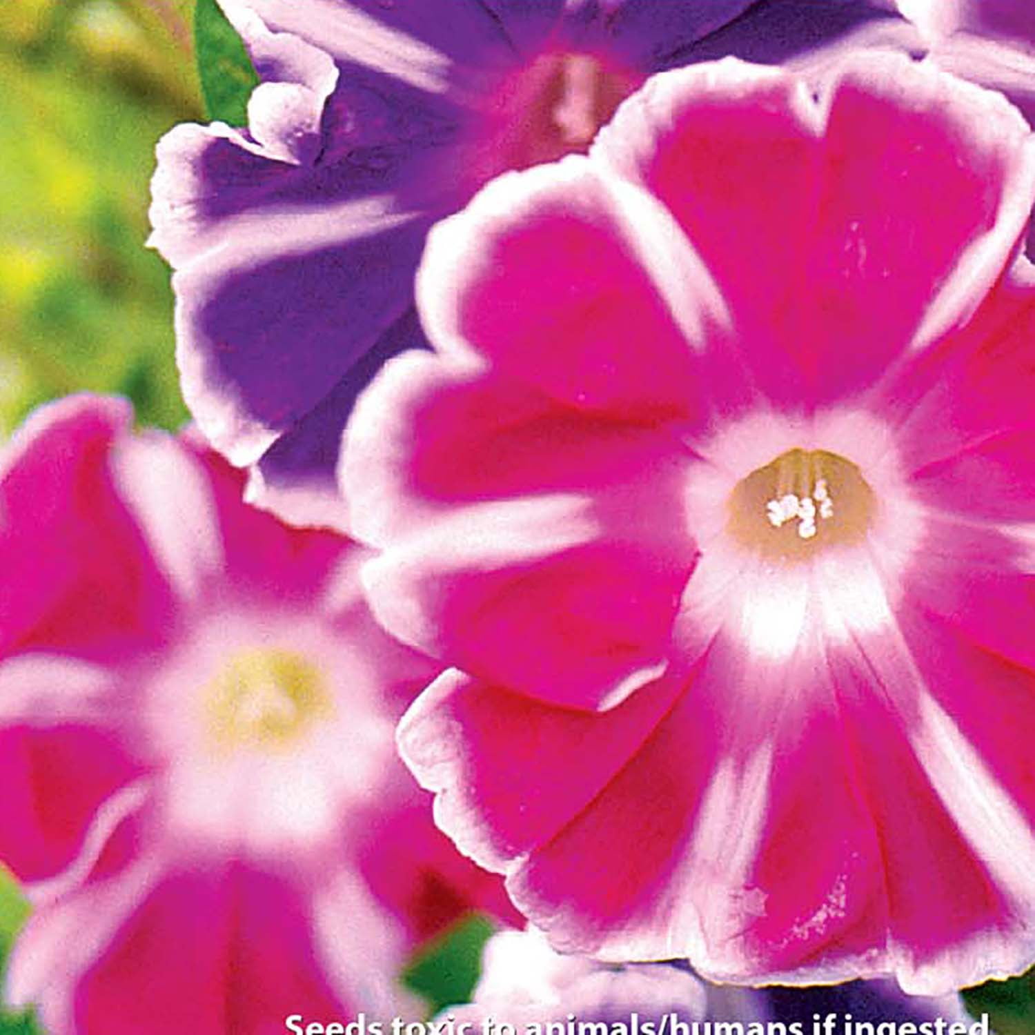 Ferry-Morse 850MG Morning Glory Mount Fuji Blend Annual Flower